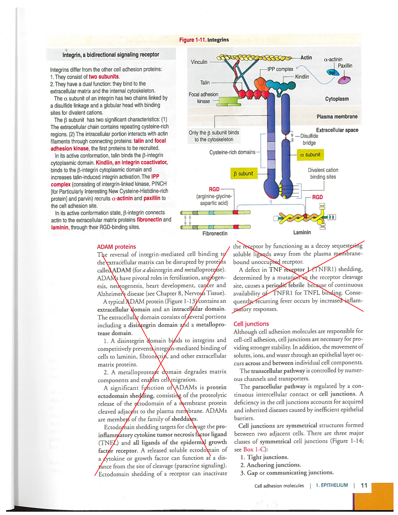 Kierszenbaum ed-4 p9-36-jonctions compositions pathologies page 3