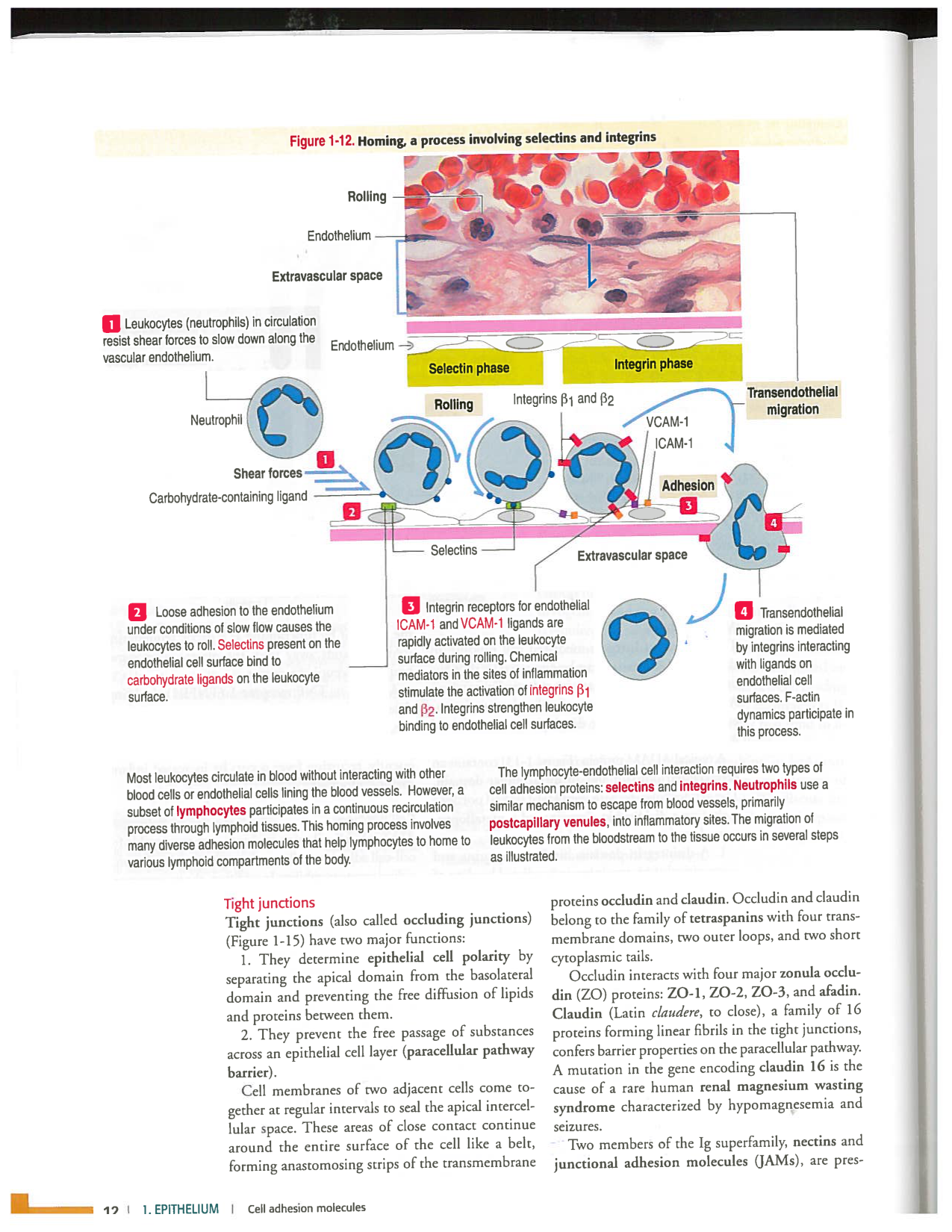 Kierszenbaum ed-4 p9-36-jonctions compositions pathologies page 4