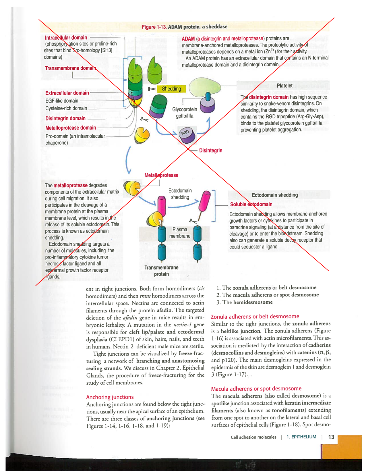 Kierszenbaum ed-4 p9-36-jonctions compositions pathologies page 5
