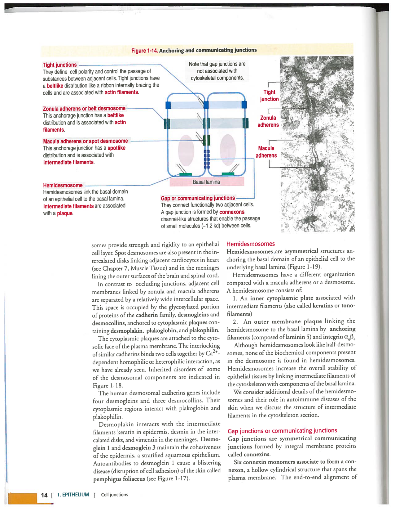 Kierszenbaum ed-4 p9-36-jonctions compositions pathologies page 6