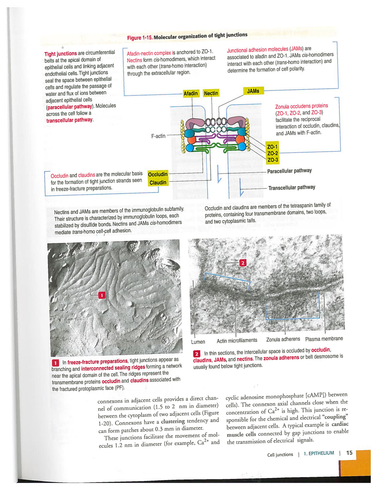 Kierszenbaum ed-4 p9-36-jonctions compositions pathologies page 7