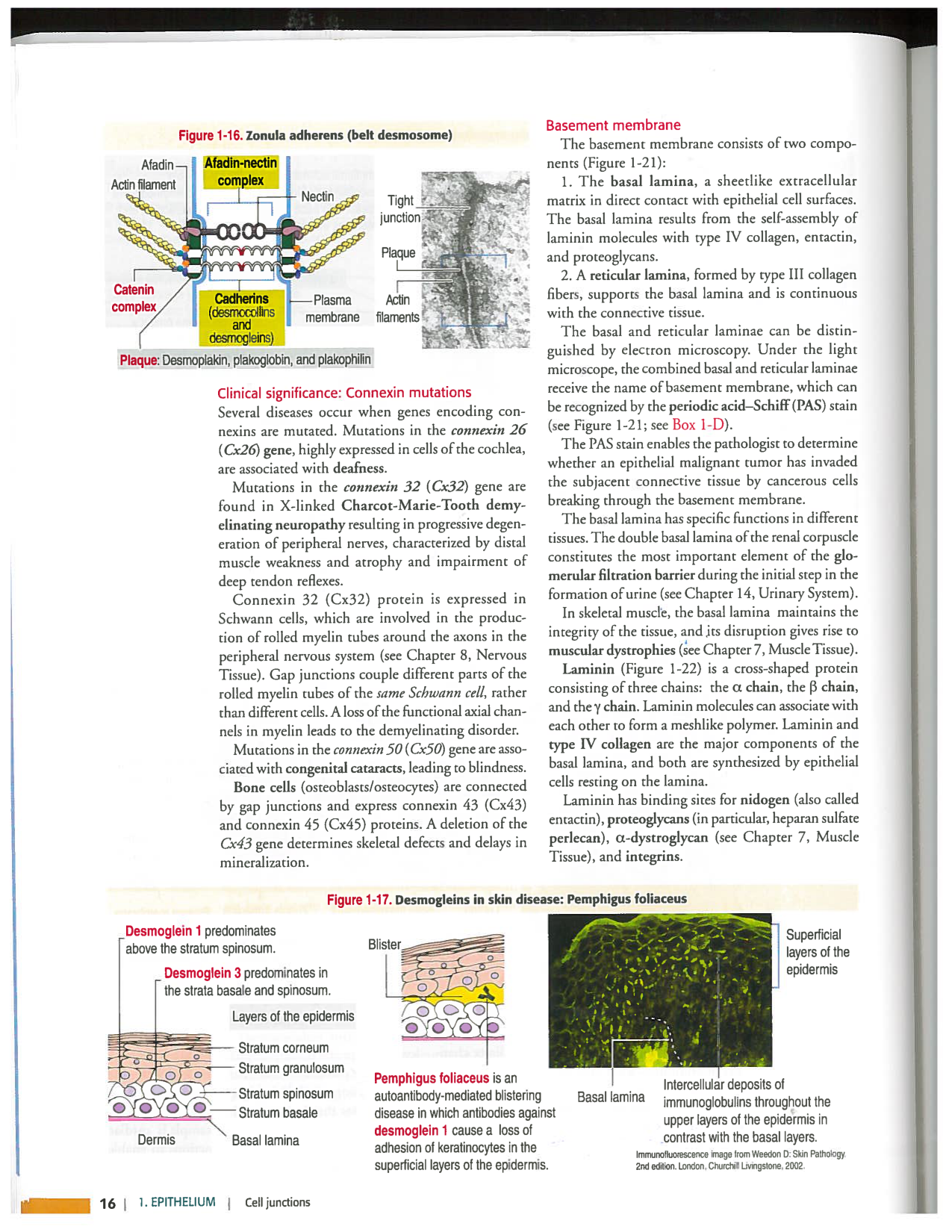 Kierszenbaum ed-4 p9-36-jonctions compositions pathologies page 8