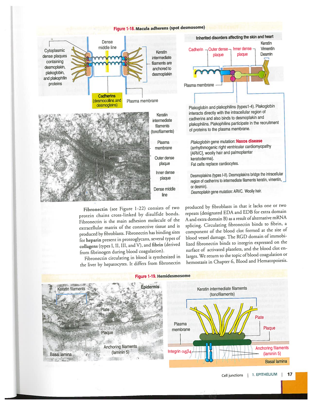 Kierszenbaum ed-4 p9-36-jonctions compositions pathologies page 9