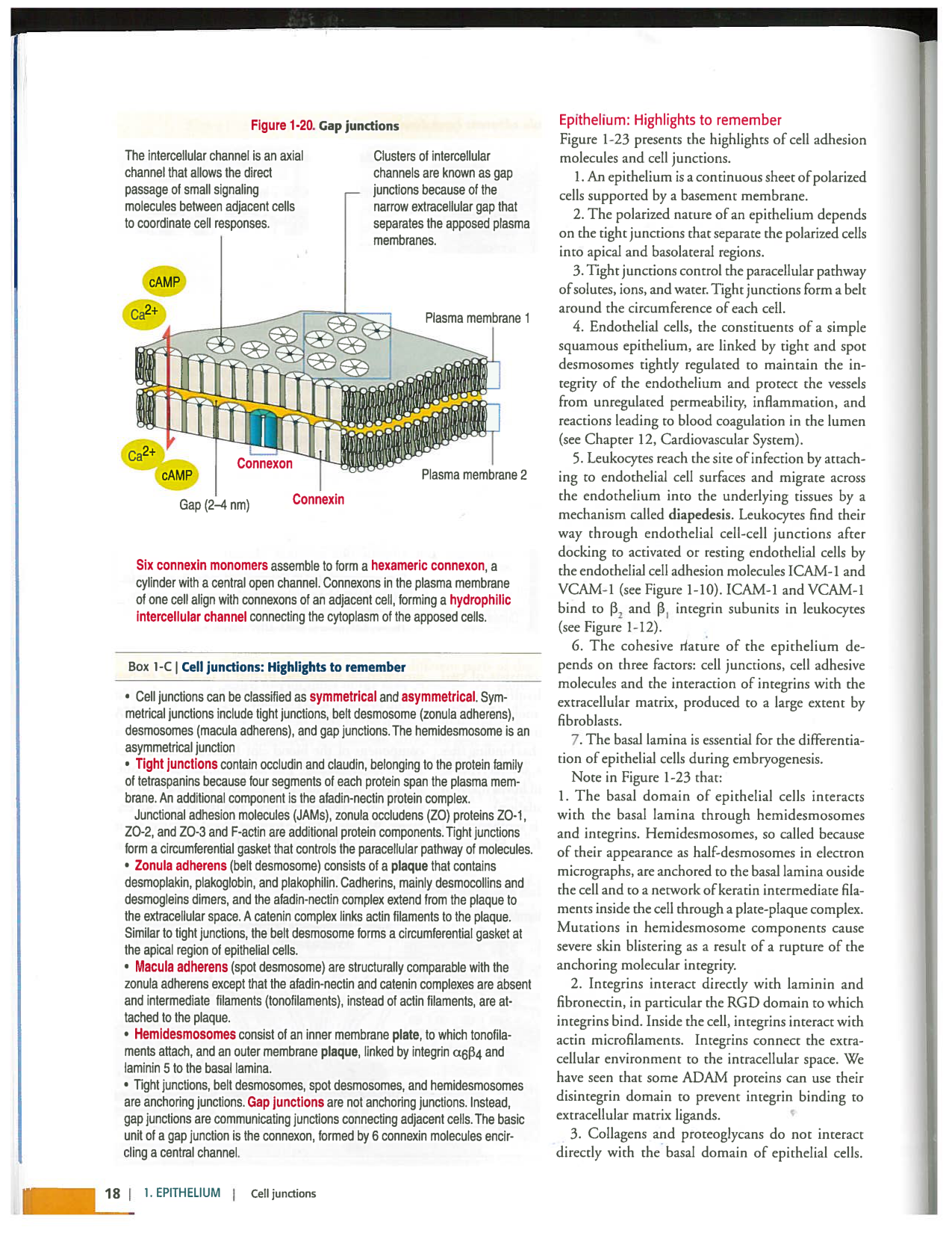 Kierszenbaum ed-4 p9-36-jonctions compositions pathologies page 10