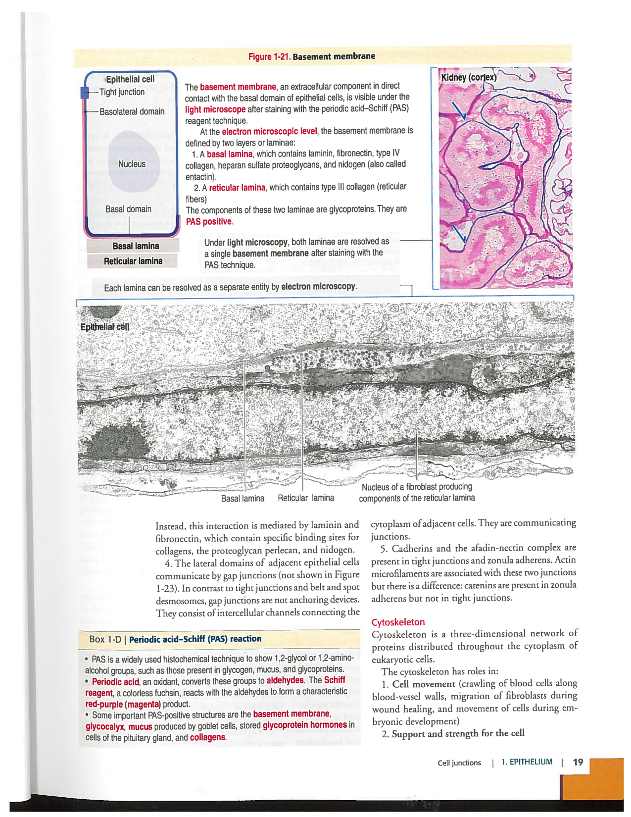 Kierszenbaum ed-4 p9-36-jonctions compositions pathologies page 11