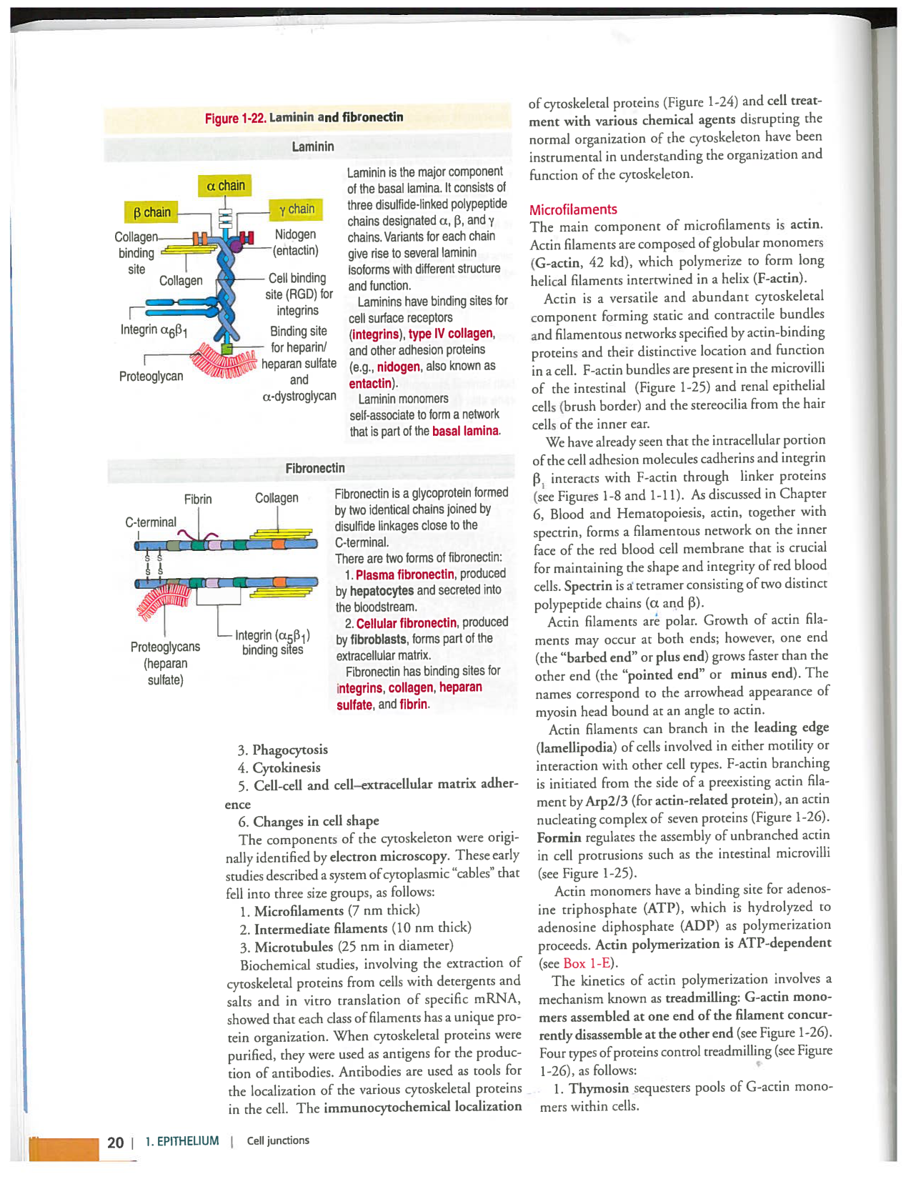 Kierszenbaum ed-4 p9-36-jonctions compositions pathologies page 12