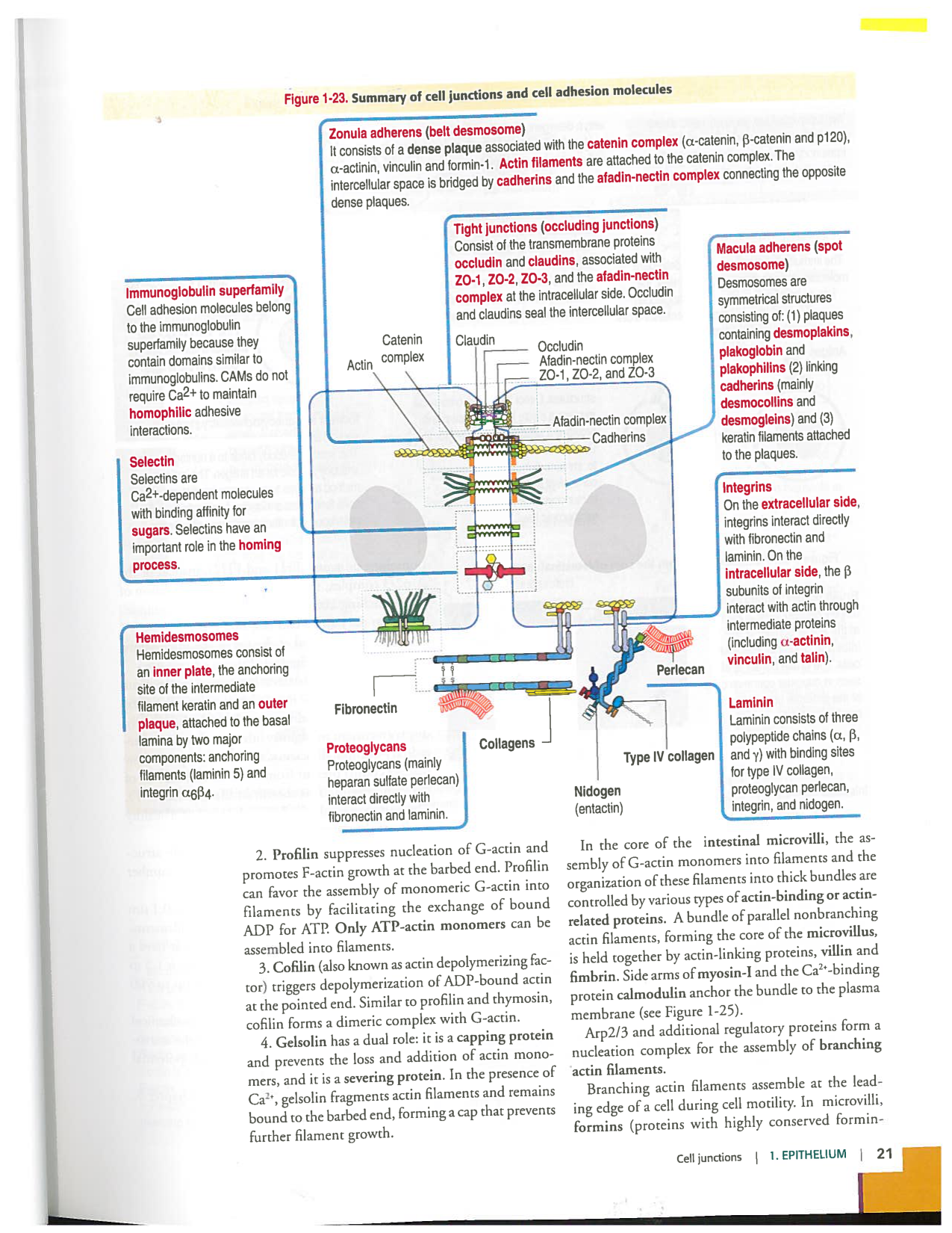 Kierszenbaum ed-4 p9-36-jonctions compositions pathologies page 13