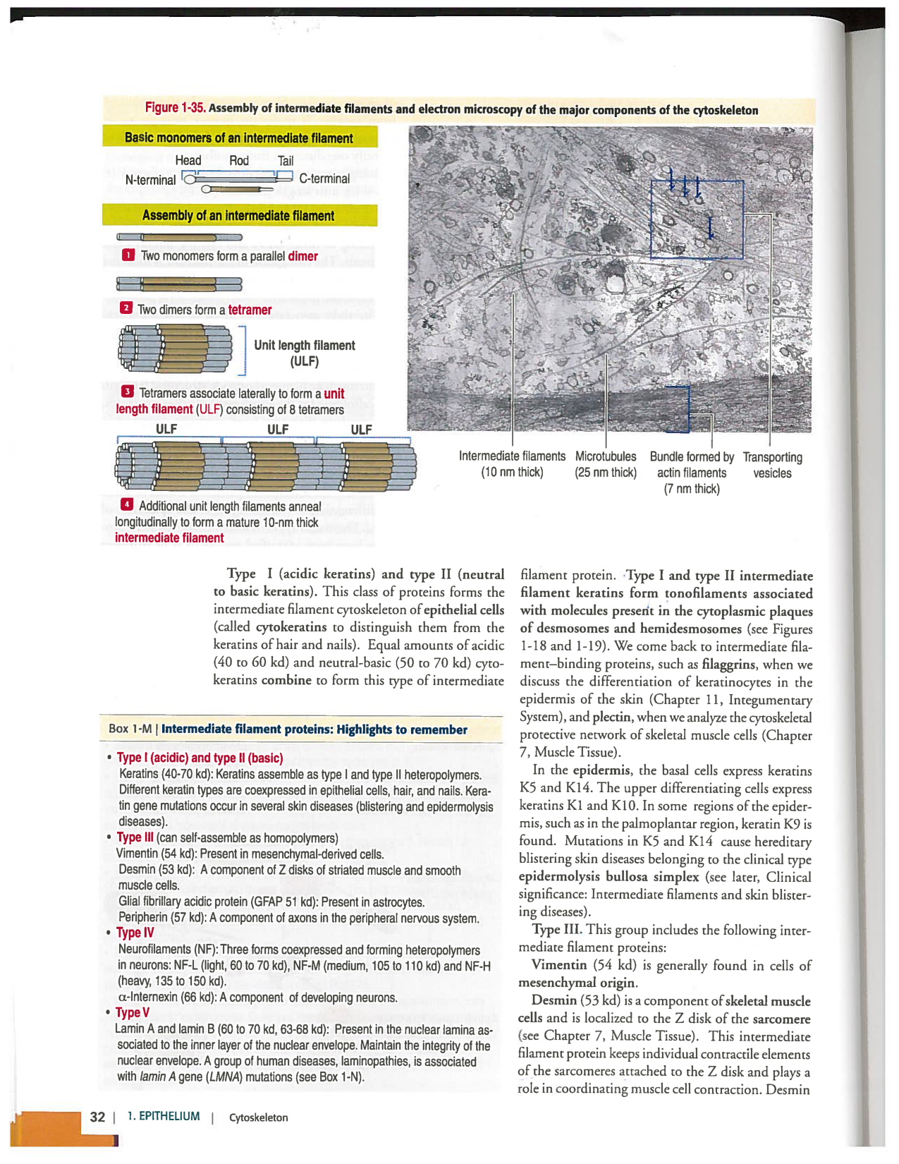 Kierszenbaum ed-4 p9-36-jonctions compositions pathologies page 14