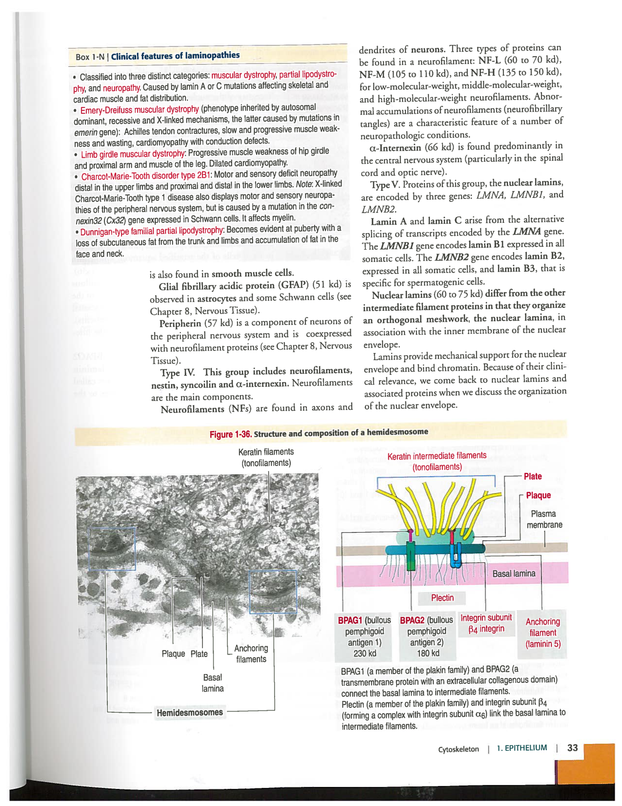 Kierszenbaum ed-4 p9-36-jonctions compositions pathologies page 15