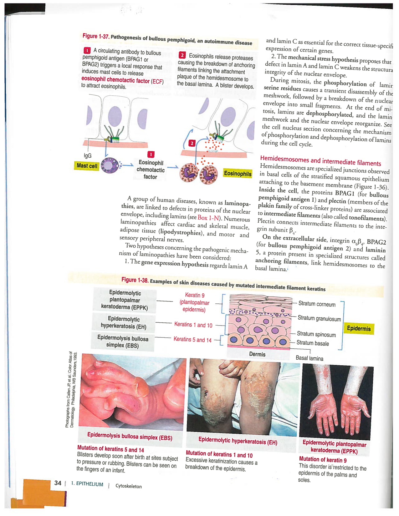 Kierszenbaum ed-4 p9-36-jonctions compositions pathologies page 16