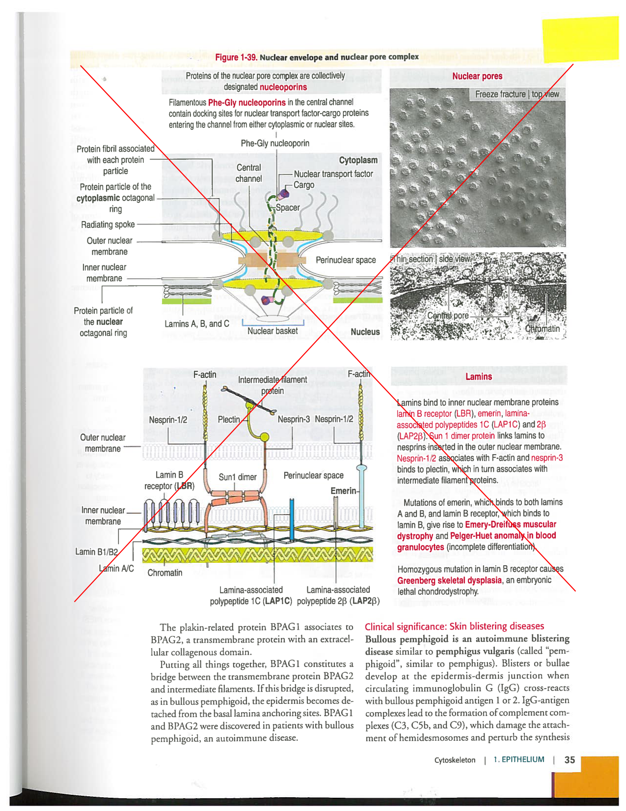 Kierszenbaum ed-4 p9-36-jonctions compositions pathologies page 17