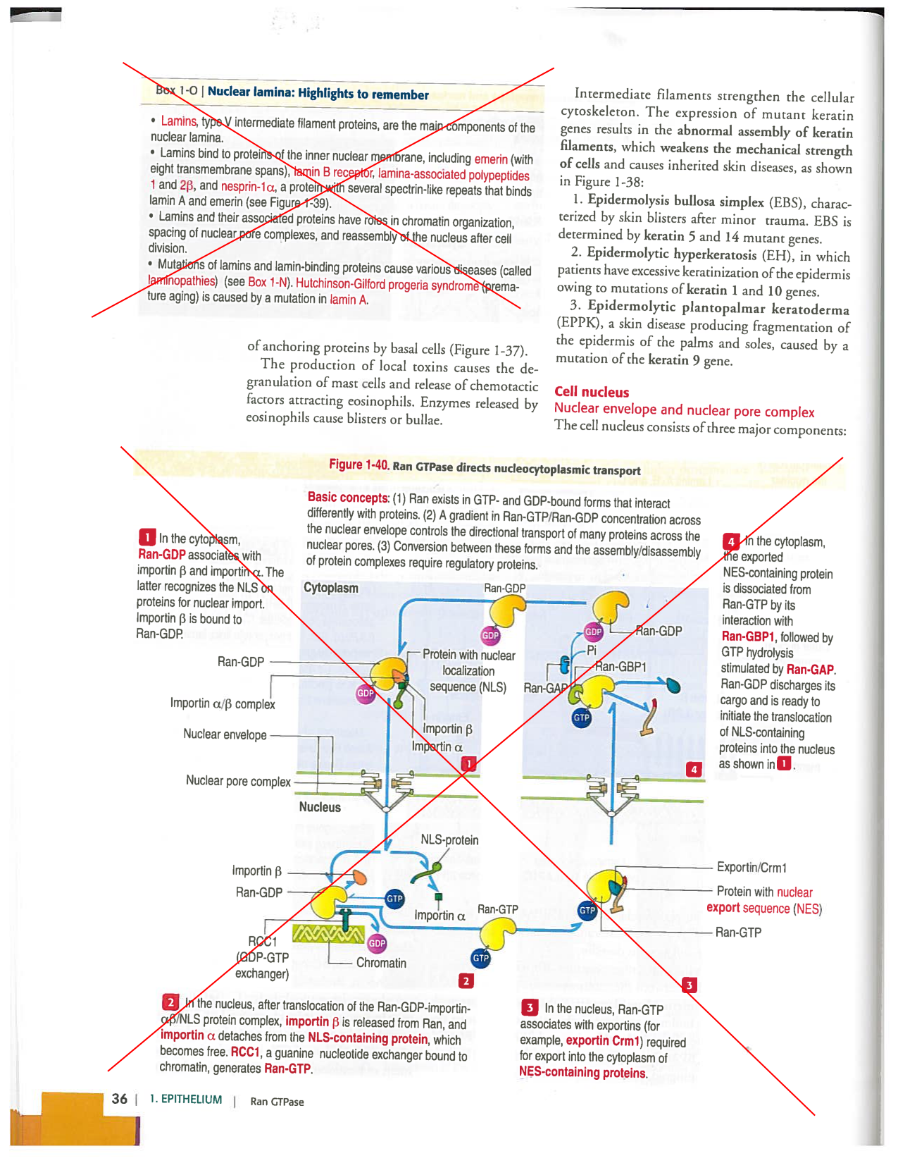 Kierszenbaum ed-4 p9-36-jonctions compositions pathologies page 18