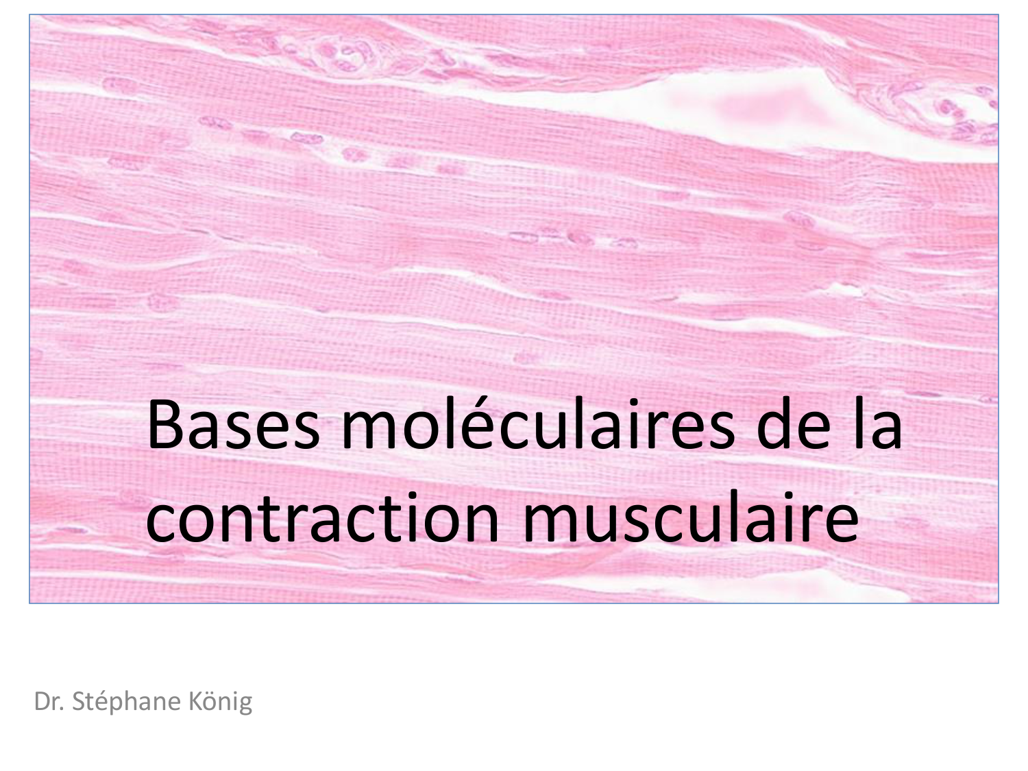 Tissu musculaire page 1