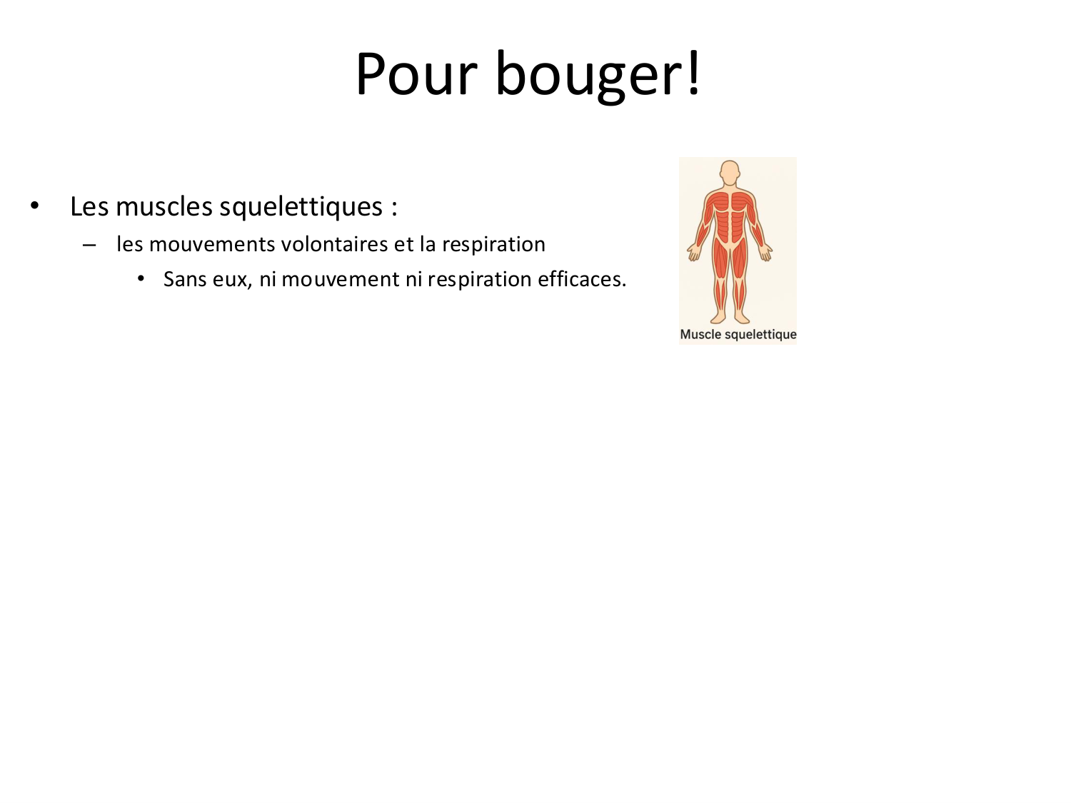 Tissu musculaire page 9