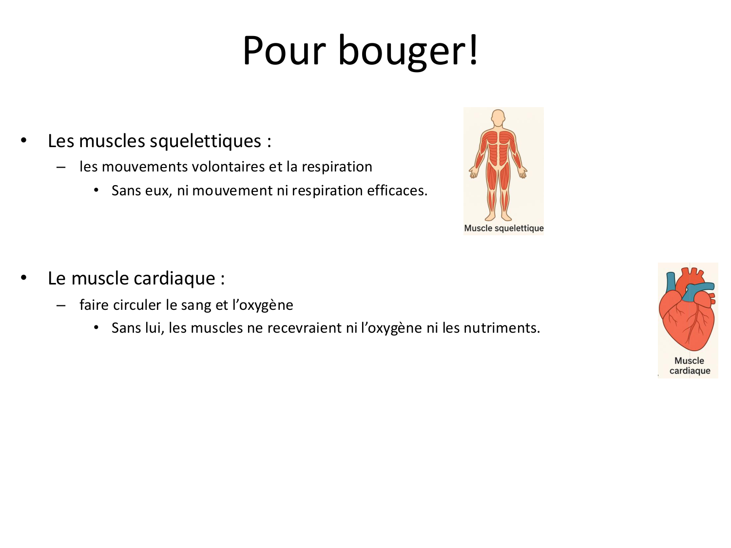 Tissu musculaire page 10