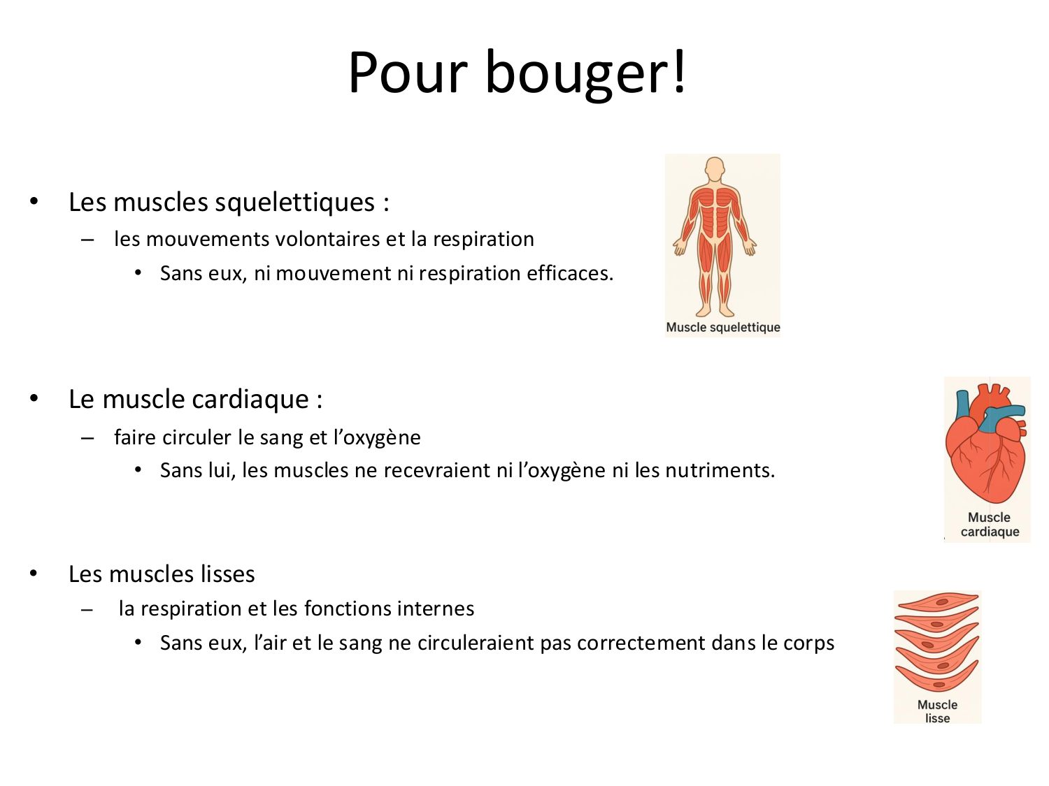 Tissu musculaire page 11