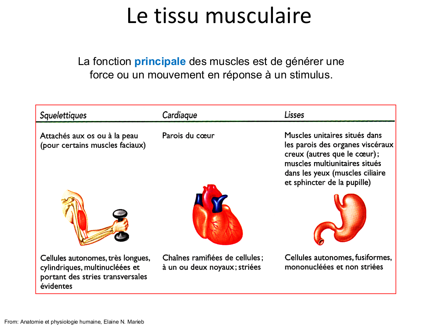 Tissu musculaire page 12