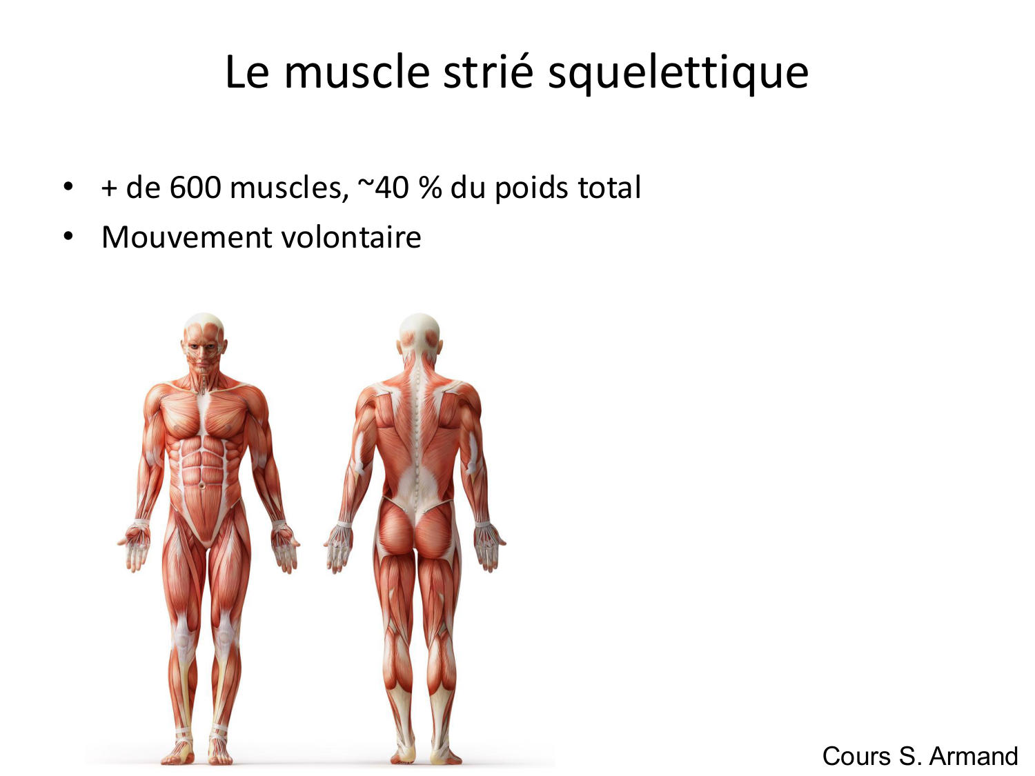 Tissu musculaire page 19