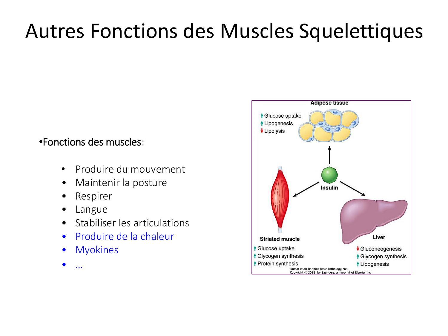Tissu musculaire page 21