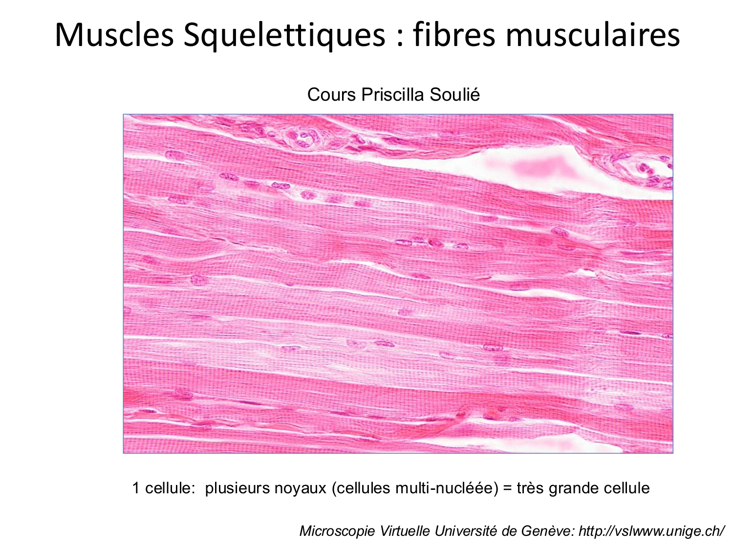 Tissu musculaire page 24