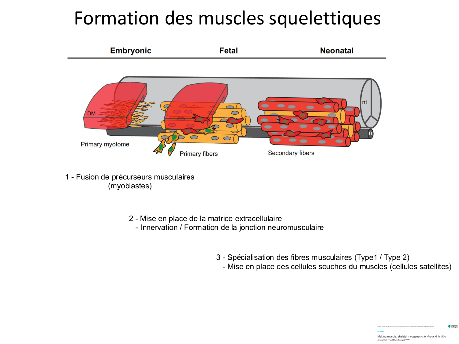 Tissu musculaire page 25
