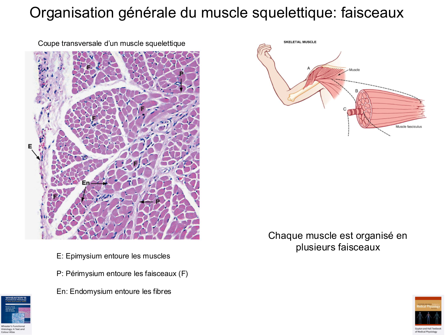 Tissu musculaire page 26