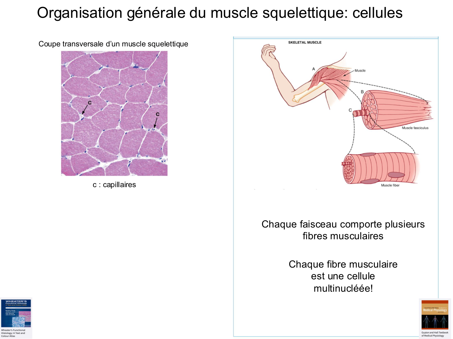 Tissu musculaire page 27
