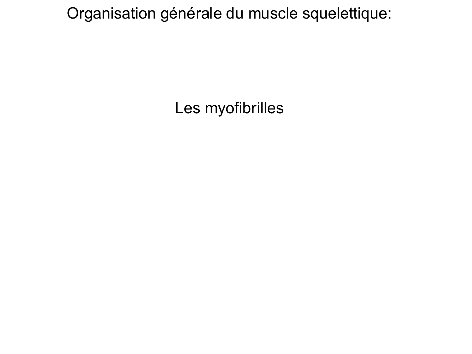 Tissu musculaire page 28