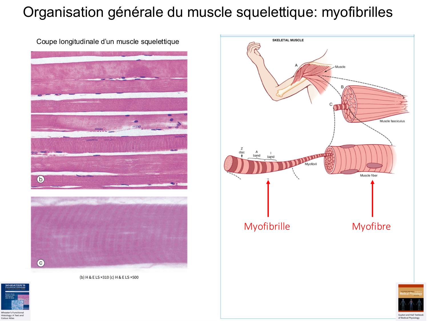 Tissu musculaire page 29