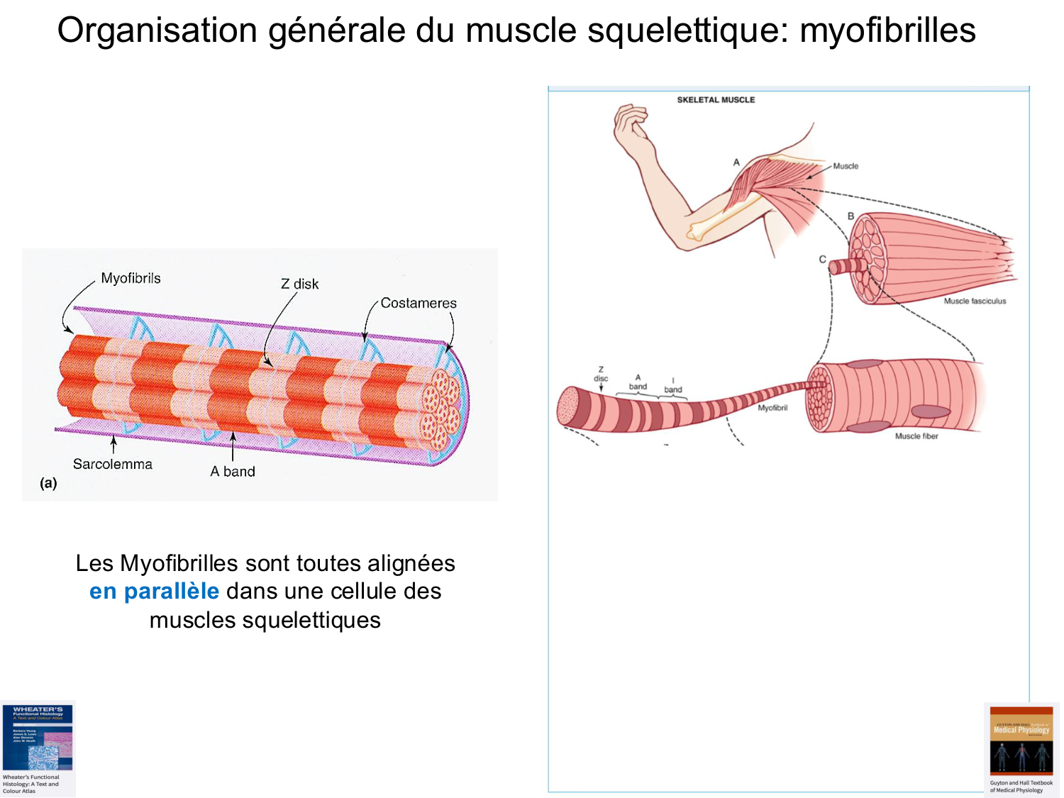 Tissu musculaire page 30