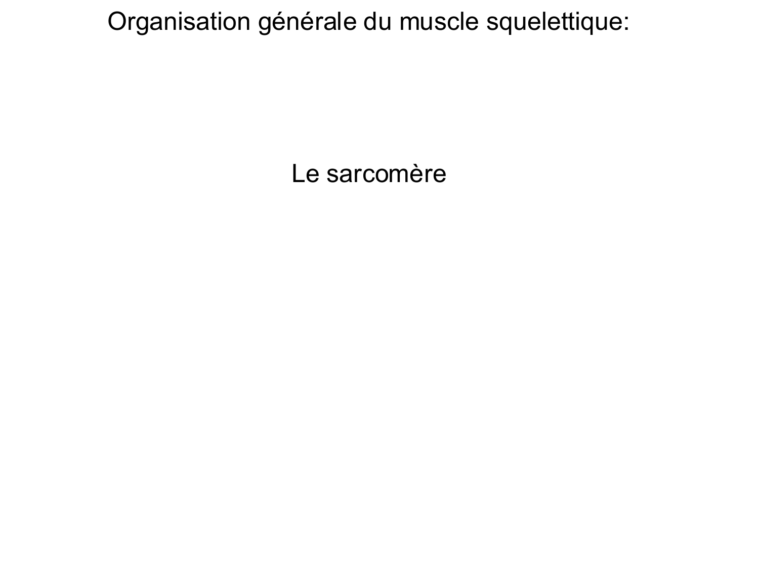 Tissu musculaire page 31
