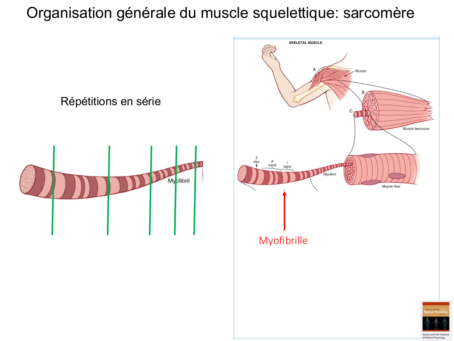 Tissu musculaire page 32