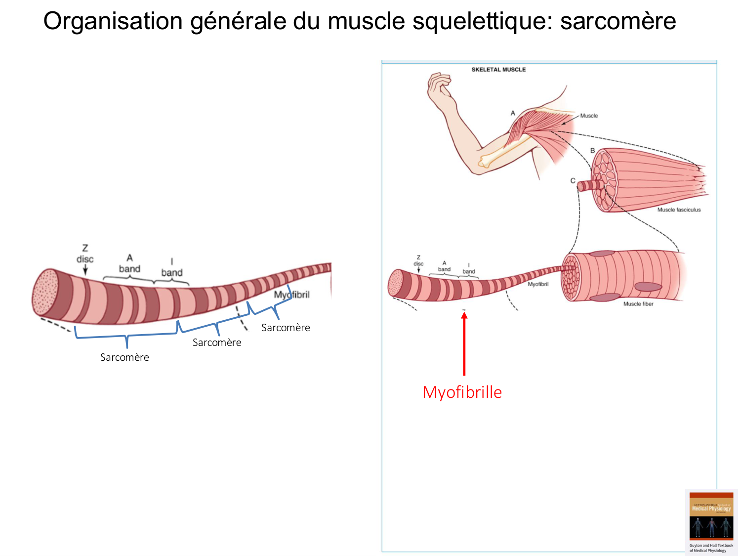 Tissu musculaire page 33