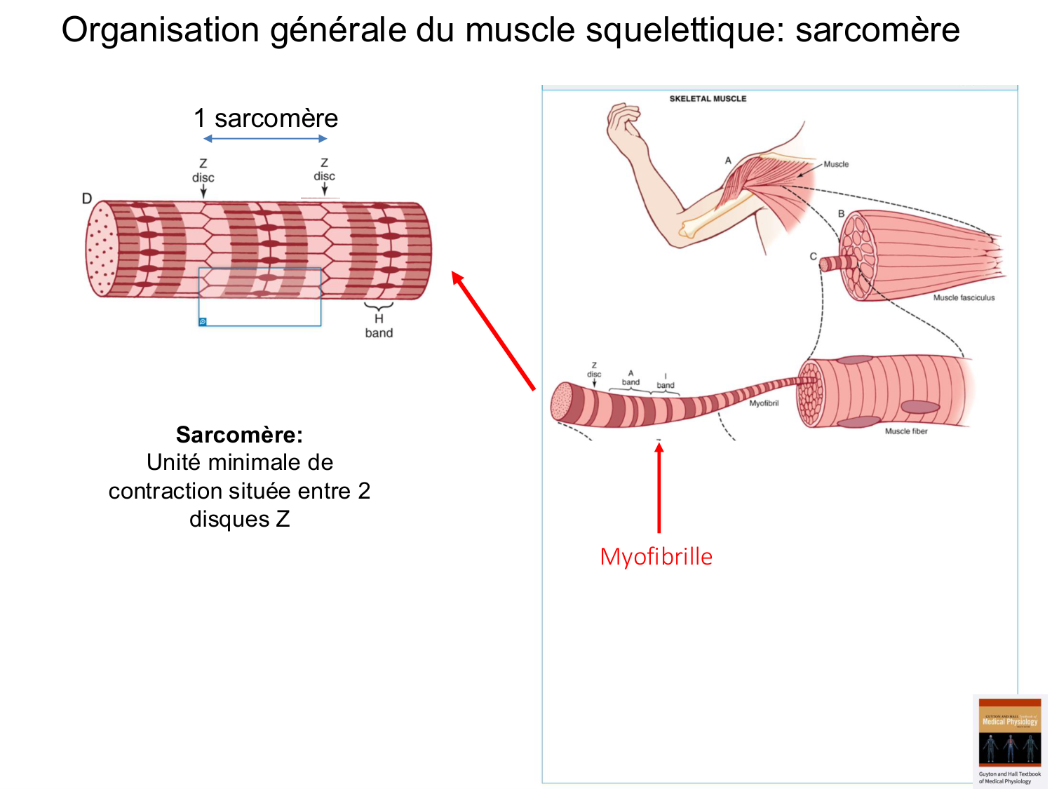 Tissu musculaire page 34