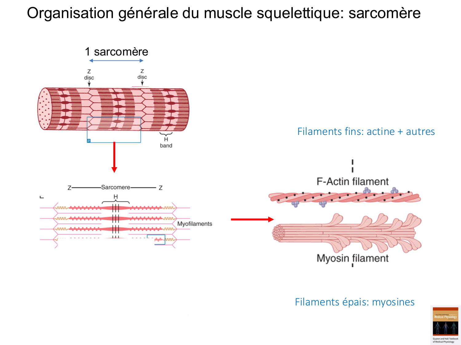 Tissu musculaire page 35