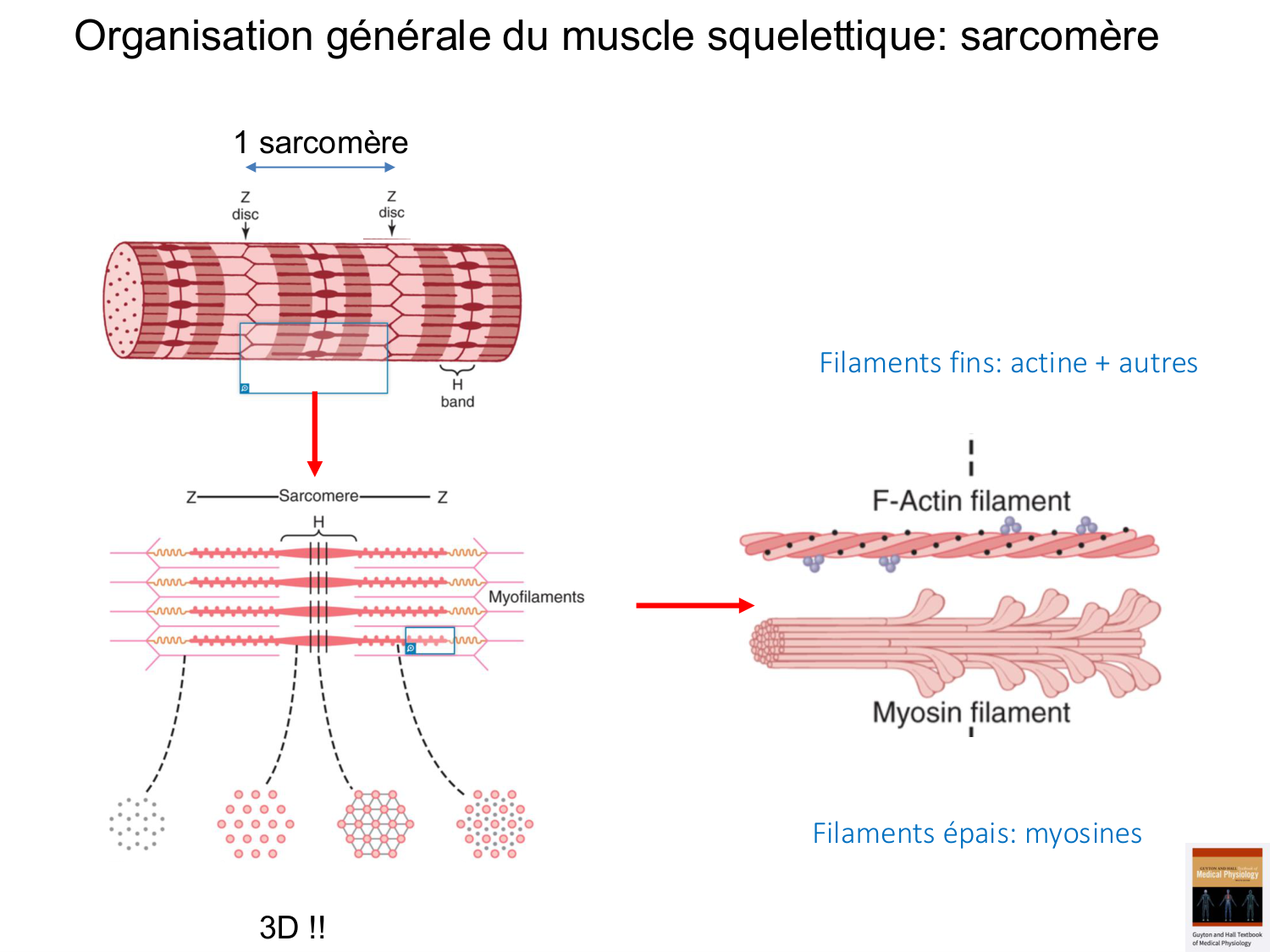 Tissu musculaire page 36