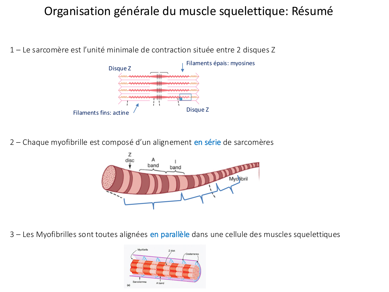 Tissu musculaire page 37