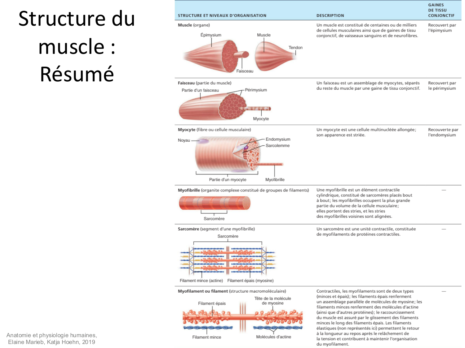 Tissu musculaire page 38
