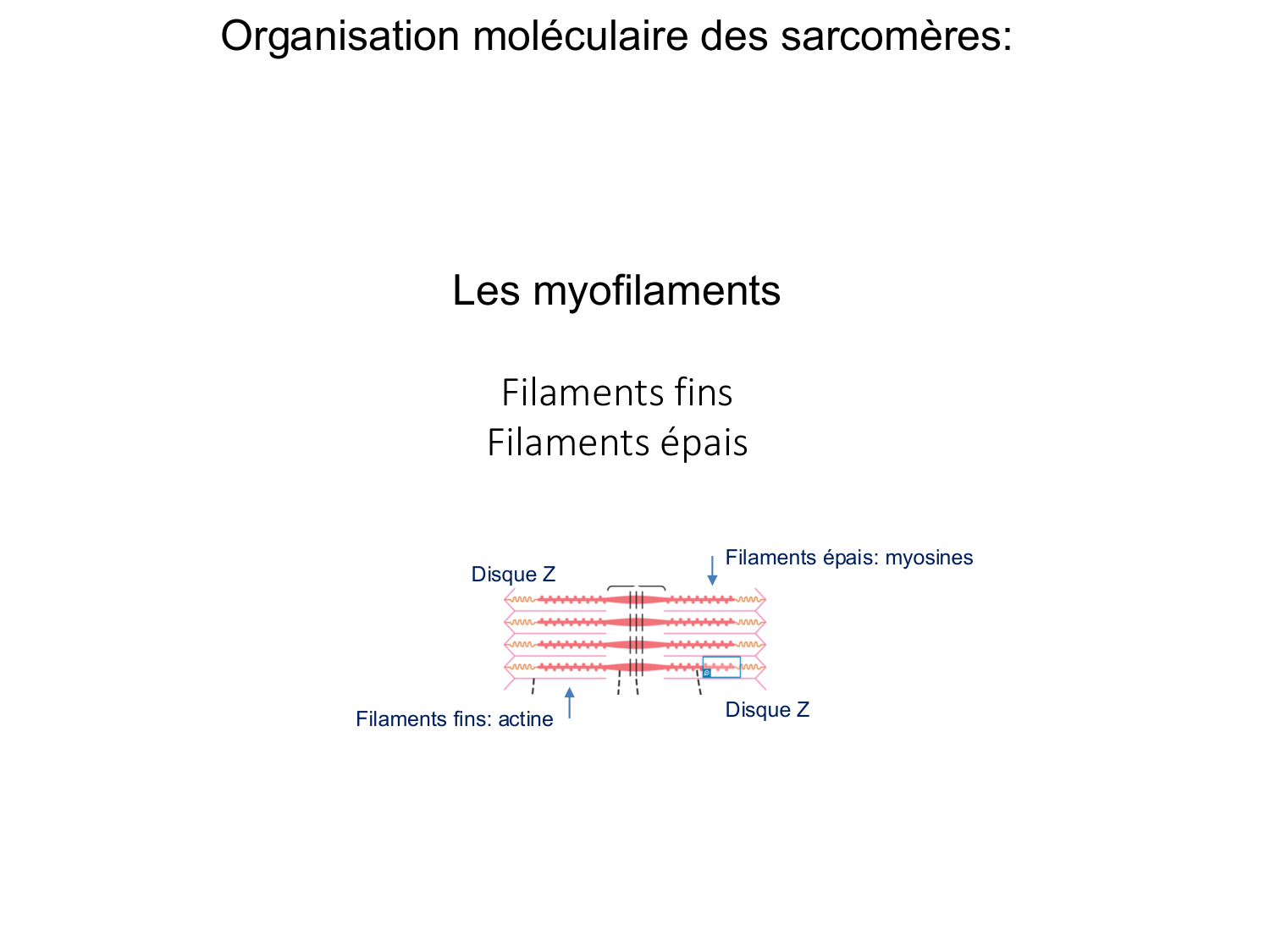Tissu musculaire page 40