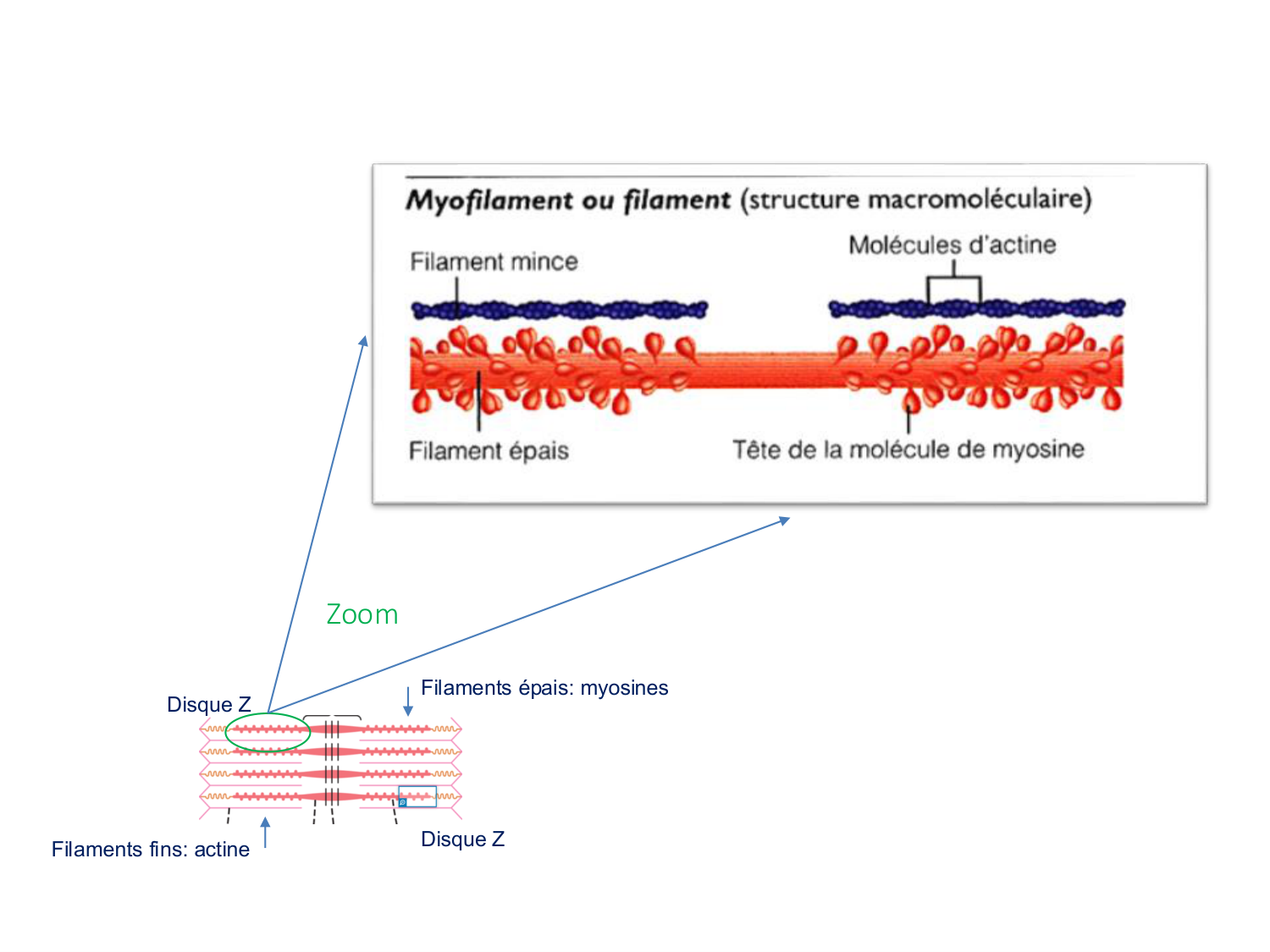 Tissu musculaire page 41
