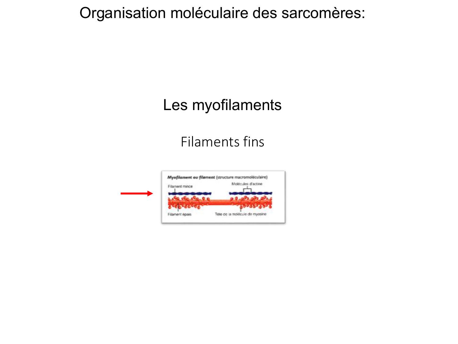 Tissu musculaire page 42