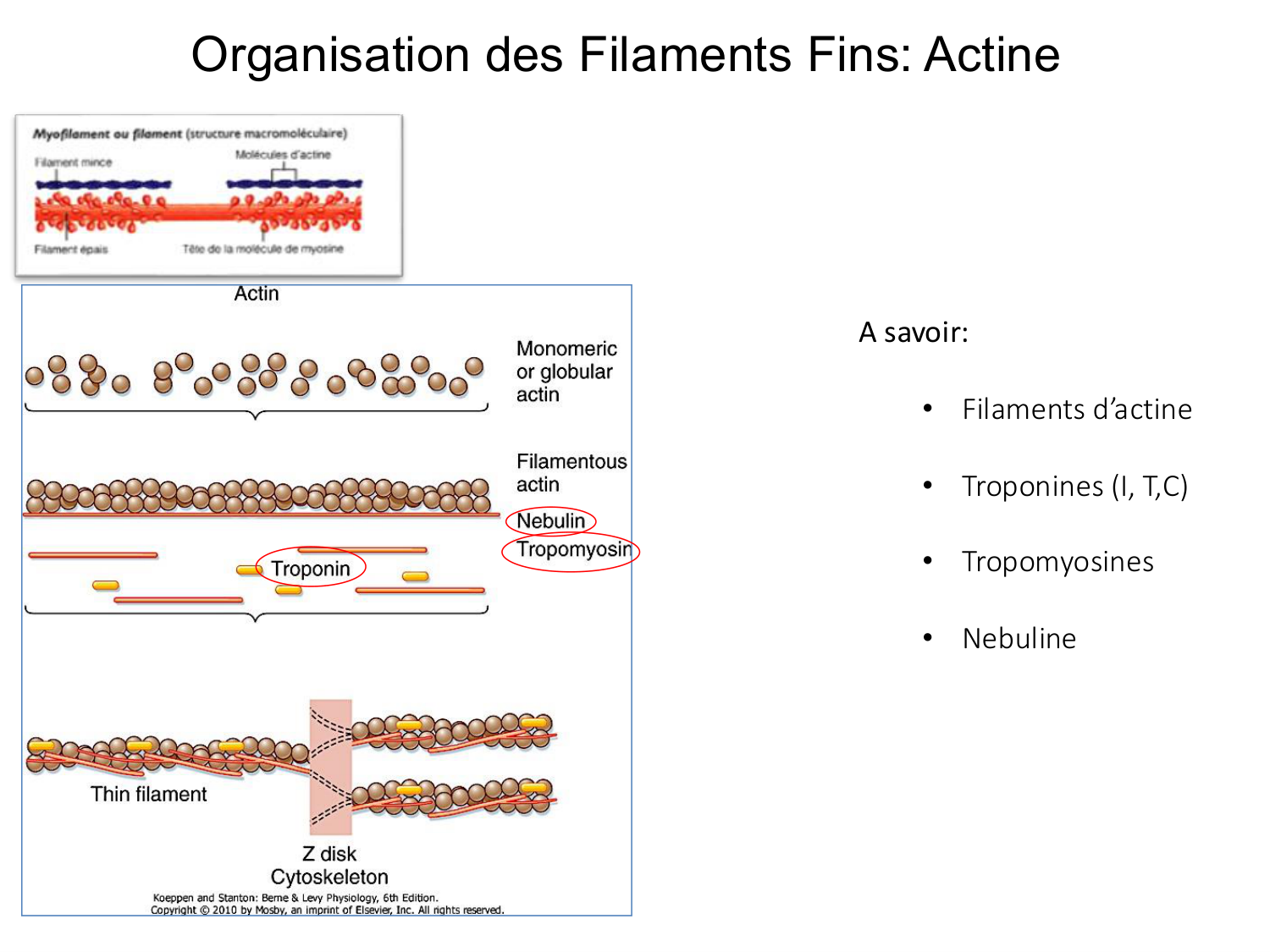 Tissu musculaire page 43