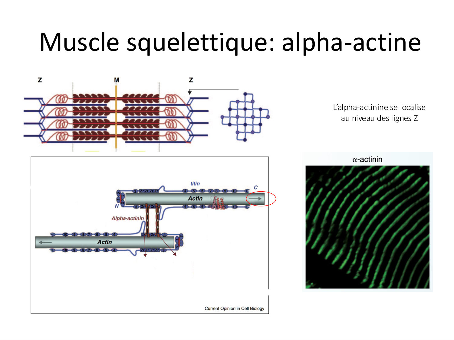 Tissu musculaire page 44