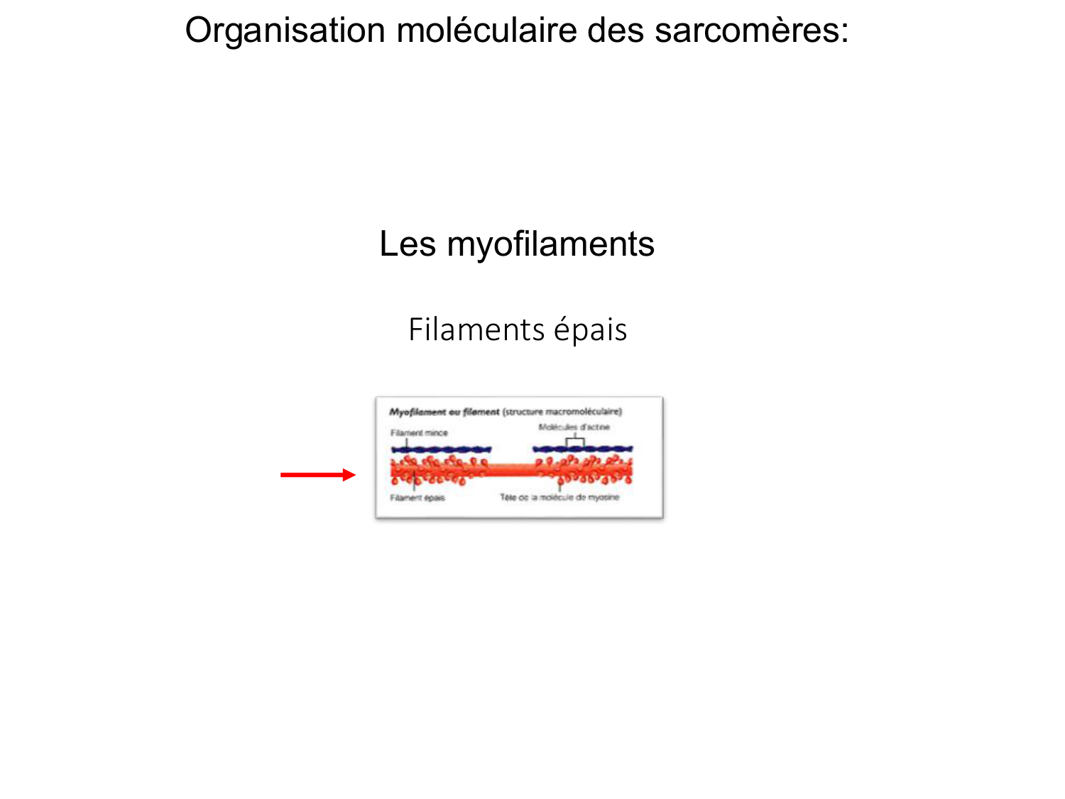 Tissu musculaire page 45