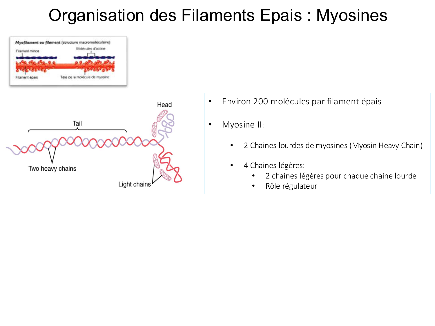 Tissu musculaire page 46