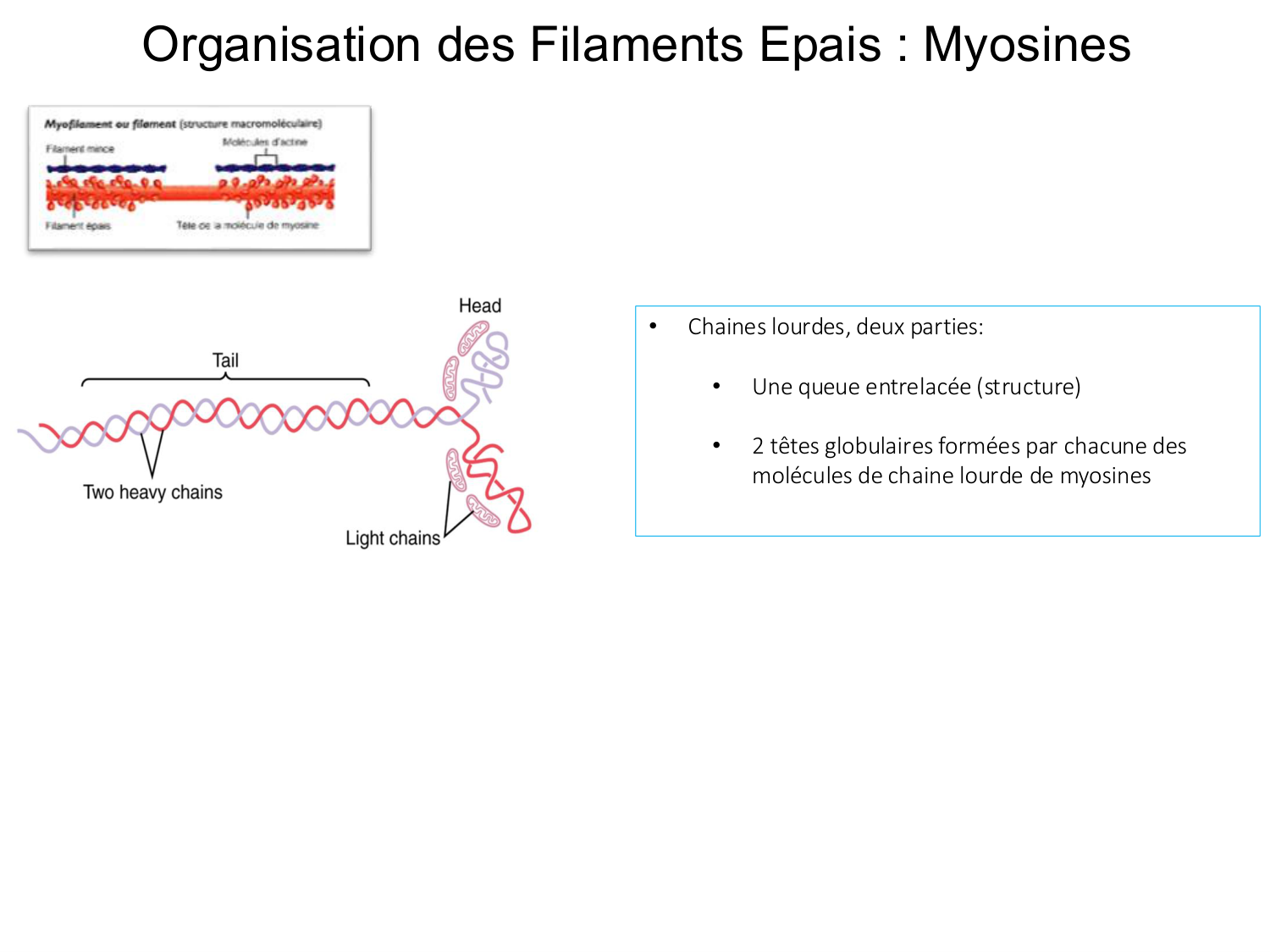 Tissu musculaire page 47