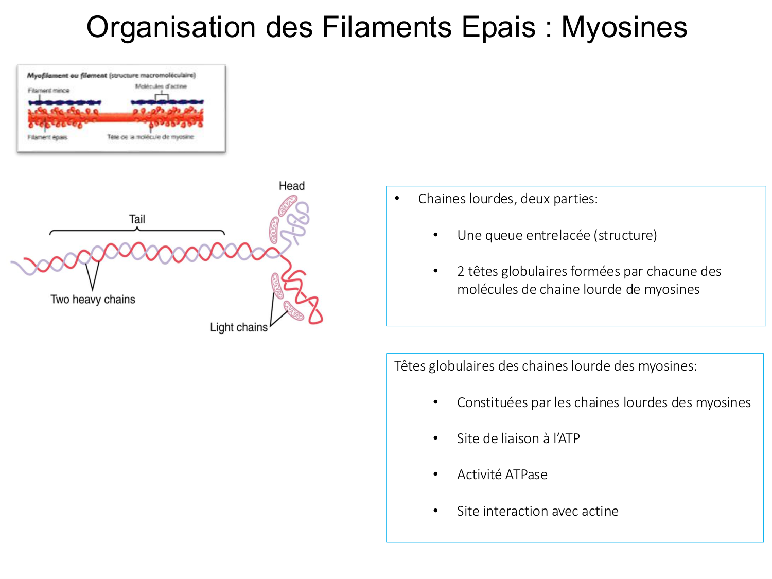 Tissu musculaire page 48