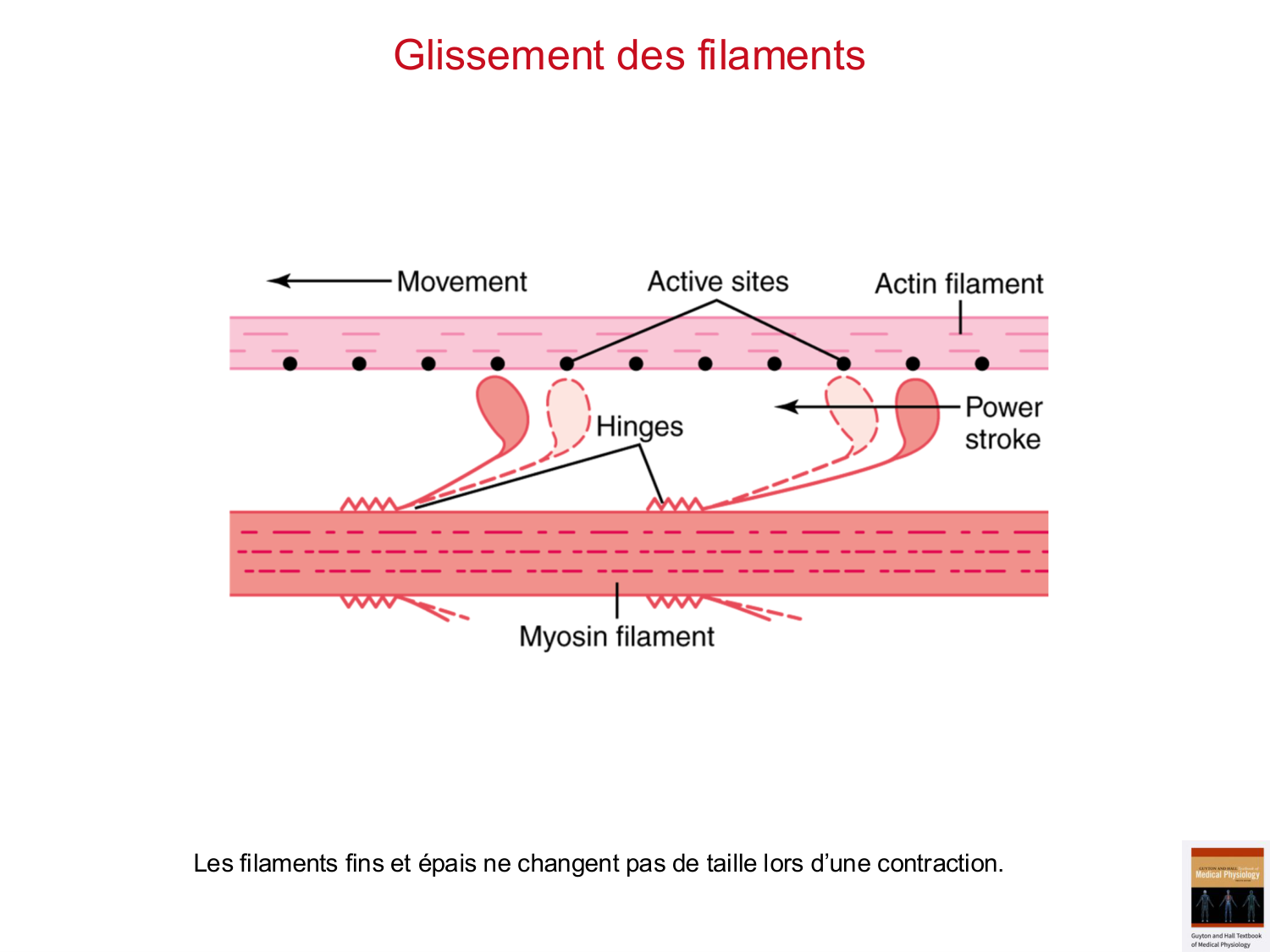 Tissu musculaire page 49