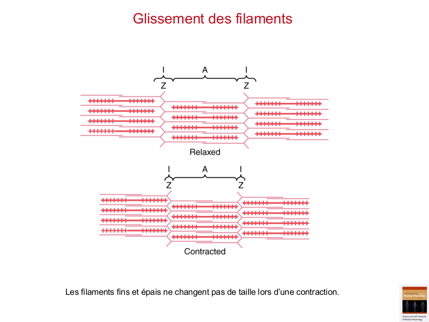 Tissu musculaire page 50