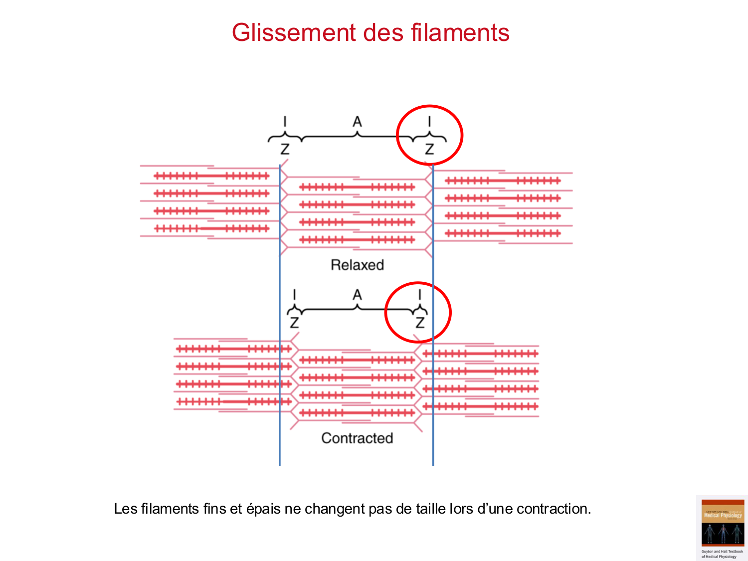 Tissu musculaire page 51